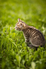 Cute little, gray kitten on green grass on a summer day