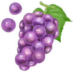 リアルな赤紫の葡萄のイラスト
