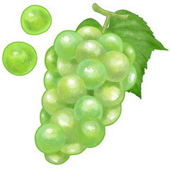 リアルなマスカットのイラスト