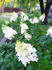 hydrangea flowers in the garden