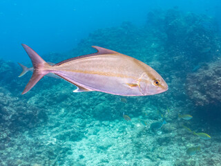 ヒレナガカンパチ, アジ科,
Almaco Jack, Longfin amberjack, Seriola rivoliana Valenciennesm,
キビナゴ, ニシン科, Silver-Stripe Round Herrings, Spratelloides gracilis, 捕食する為狙う。他。 ヒリゾ浜南伊豆町中木 静岡県伊豆半島-2025 日本有数のシュノーケリングスポット。