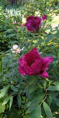 purple flowers of tree peony in the garden 