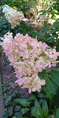 hydrangea flowers in the garden
