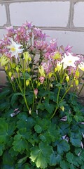 aquilegia flowers in the garden