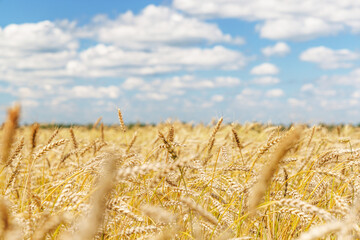 Obraz premium Golden rye field swaying gently under the sun