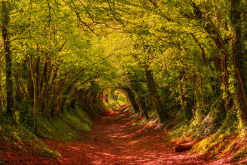 Halnaker Tunnel of Trees in the autumn, West Sussex, UK