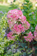 Obraz premium Framboisine Hydrangea Turning Pink in Garden Light