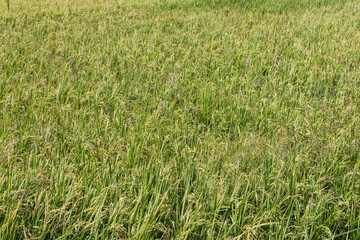 Fototapeta premium Natural Rice Paddy Texture Background with Green Leaves and Young Grains in Sunlit Agricultural Field