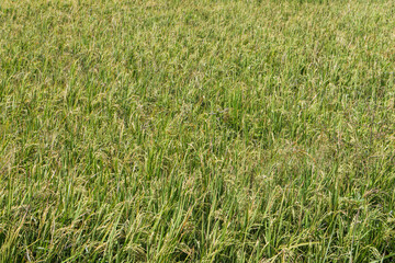 Fototapeta premium Lush Rice Paddy Field Texture Background with Vibrant Green Foliage and Ripening Grains for Agricultural Design