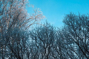 Frozen treetops against clear blue winter sky, icy branches and cold season forest canopy, serene nature background