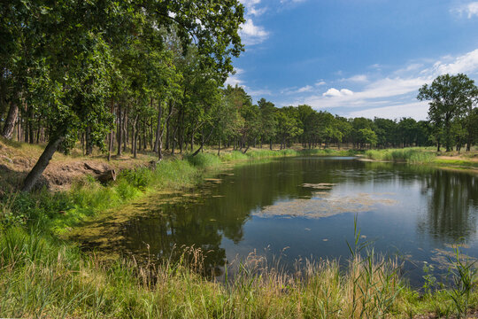 R&uuml;terberger Brack Elbe Talaue Sommer
