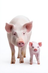 Adult pig and piglet on white background: adorable farm animal duo