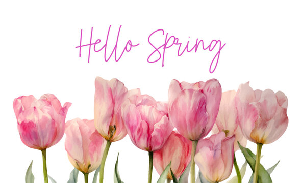 Spring tulip arrangement in watercolor style features delicate pink blooms and floral patterns perfect for Easter posters, birthday cards, and vintage design backgrounds. Vector illustration.