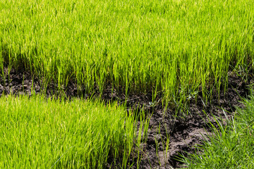 Vibrant Green Rice Seedlings in Paddy Field Nursery Beds Prepared for Planting in Agricultural Farm Land Background