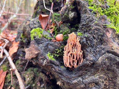 Detail of Ramaria coral fungus on mossy wood