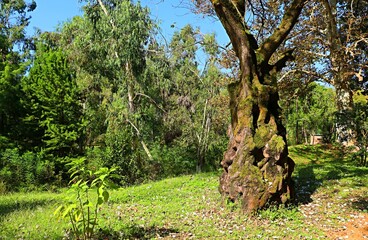 Fototapeta premium Shekvetili Arboretum, Georgia, old hybrid poplar