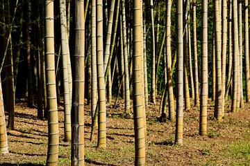 Shekvetili dendrological park, Georgia, bamboo grove © Ruslan