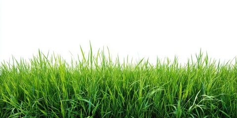 Obraz premium The Grass Border of Fresh Green Lawn on Clean White Background for Design