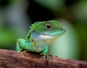 Fototapeta premium Close-up of a green crested lizard (Bronchocela cristatella) on a branch in a natural habitat