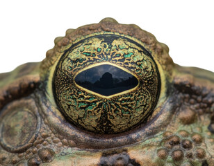 Close-up of frog's eye nature habitat macro photography detail isolated on transparent background