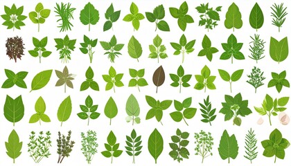 Fototapeta premium Diverse Green Leaf Collection - Botanical Variety and Natural Beauty.