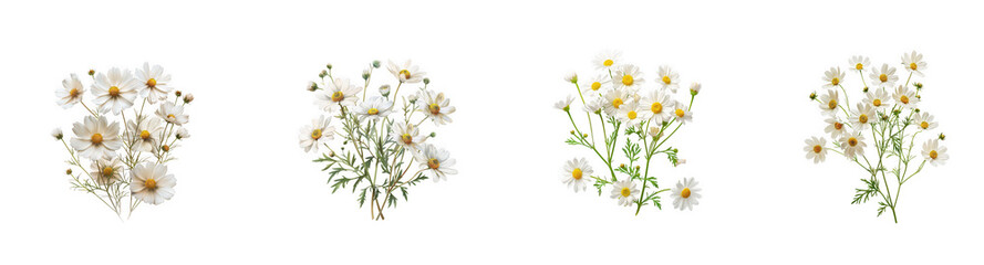 Obraz premium Bouquets of delicate white daisies and green stems, representing purity and innocence isolated on transparent background