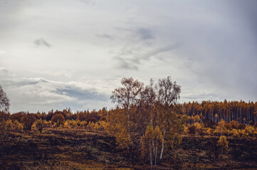 Obraz premium Bright birch forest in late autumn in cloudy weather