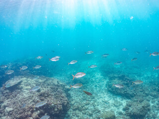 カンパチ, アジ科,
Greater Amberjack, Seriola dumerili,
キビナゴ, ニシン科,
Silver-Stripe Round Herrings, Spratelloides gracilis, 
他。
ヒリゾ浜南伊豆町中木
静岡県伊豆半島-2025
日本有数のシュノーケリングスポット。
夏の数カ月間だけ渡し船で行ける。
捕食するために狙っている。

