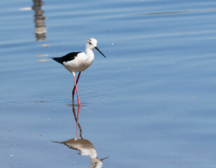 Black-winged stilt, Himantopus himantopus. A male bird walks along the riverbank, searching for food