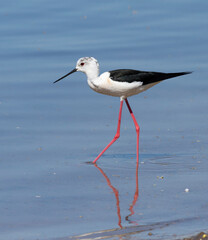 Black-winged stilt, Himantopus himantopus. A male bird walks along the riverbank, searching for food