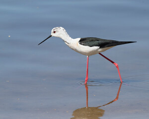 Black-winged stilt, Himantopus himantopus. A male bird walks along the riverbank