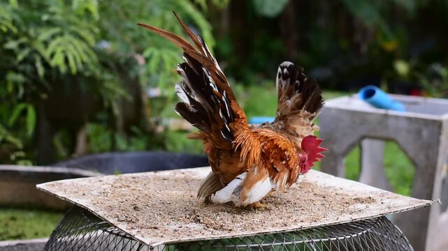 Bantam, Bantam Chicken,Red-headed bantam 