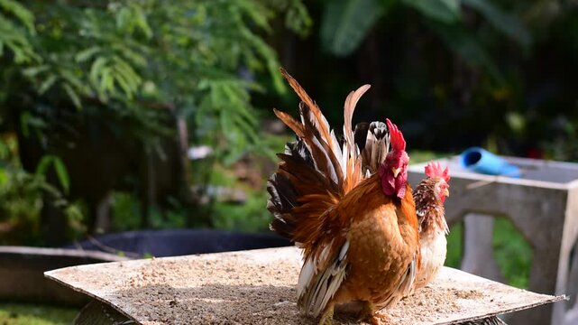 Bantam, Bantam Chicken,Red-headed bantam,Beautiful type of chicken