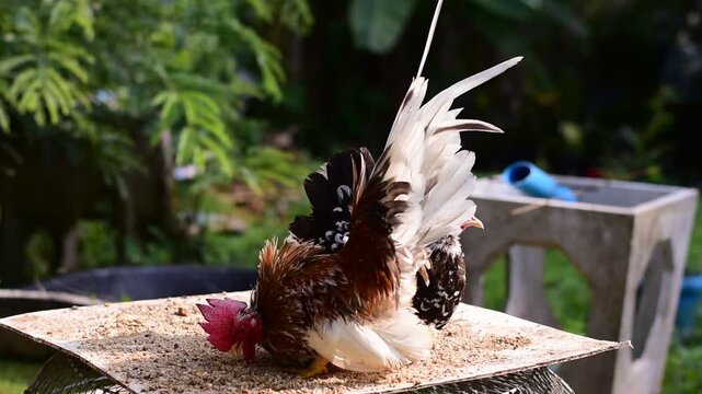 Bantam, Bantam Chicken,Red-headed bantam,Beautiful type of chicken