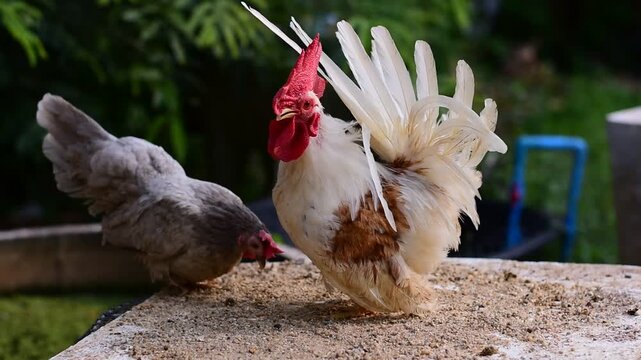 Bantam, Bantam Chicken,Red-headed bantam,Beautiful type of chicken