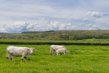 Fototapeta premium White Charolais cows grazing in Saussey, Bourgogne Franche Comte, France