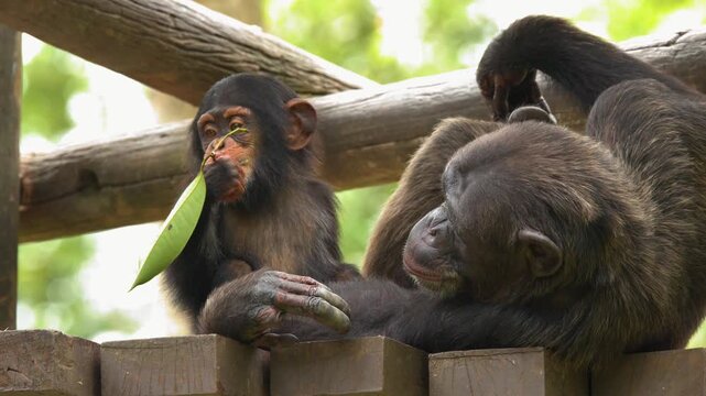 Baby Chimpanzee Eating Leaf While Adult Rests on Wooden Platform