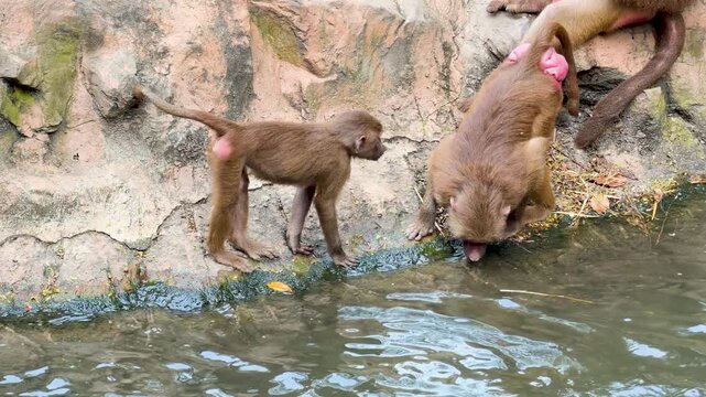 A Hamadryas Baboon and Juvenile Drinking Water at a Rocky Pond