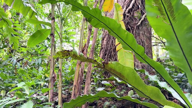 Macro View of Bird's Nest Fern Spores in Tropical Jungle
