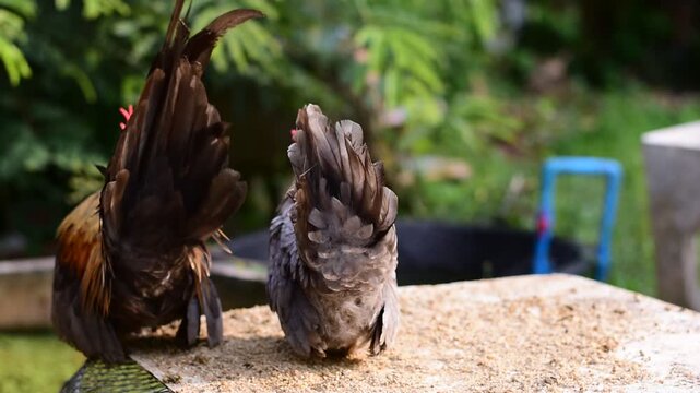 Bantam, Bantam Chicken,Red-headed bantam 