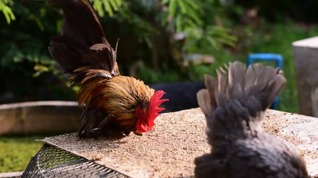 Bantam, Bantam Chicken,Red-headed bantam 