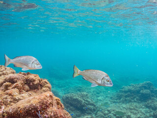 Obraz premium クロダイ, タイ科, Japanese Black Sea Bream, Acanthopagrus schlegelii, 他。 ヒリゾ浜南伊豆町中木 静岡県伊豆半島-2025 日本有数のシュノーケリングスポット。 夏の数カ月間だけ渡し船で行ける。 水質透明度魚影が素晴らしい。 