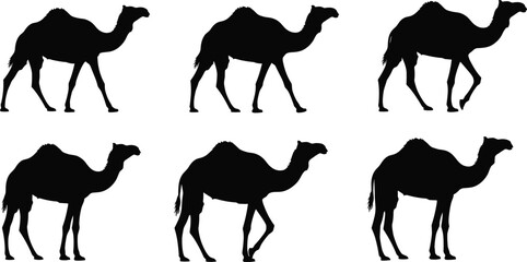 Naklejka premium Black silhouette set of dromedary camels walking in sequence isolated on white background for desert wildlife animation and nature graphic design