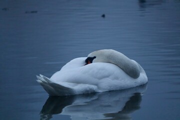 Obraz premium A white swan resting and sleeping on calm water with soft reflections and cool blue tones. Minimalist wildlife scene conveying peace and quiet in winter nature.