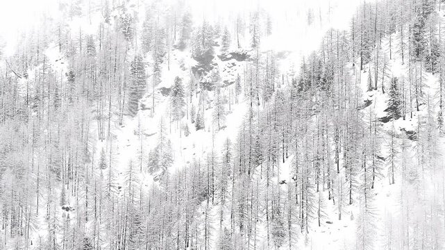 Mists envelop the Alpine forest after snowstorm, Italy landscape
