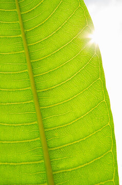Sun shining behind Plumeria leaf