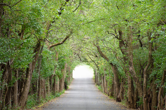USA, Tennessee, Nashville, Green trees making canopy over empty country road