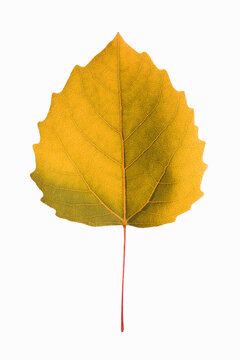 Bigtooth Aspen leaf in Autumn color on white background