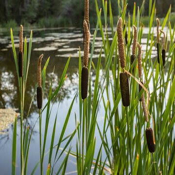 Cattails growing by pond