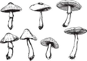 A set of mushrooms. Hand drawn vector illustration © Михаил Н